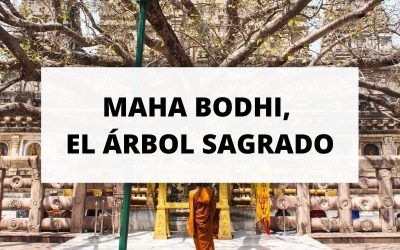 El árbol sagrado Maha Bodhi