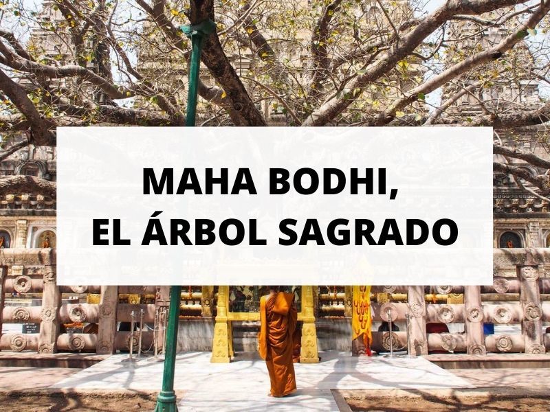 El árbol sagrado Maha Bodhi